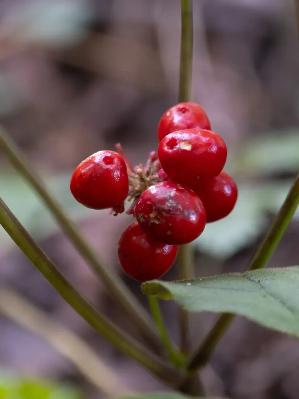 Close up of ripe red American ginseng berries on the stem