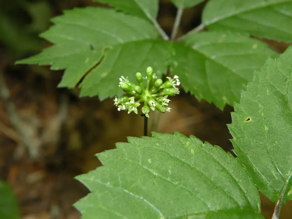 The small greenish white flower umbel of American ginseng above its leaves