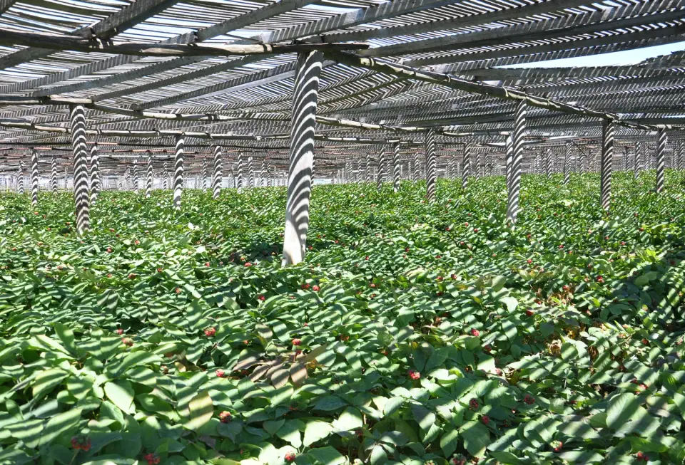 Cultivated American ginseng plants with red berries under a wooden shade structure in Wisconsin