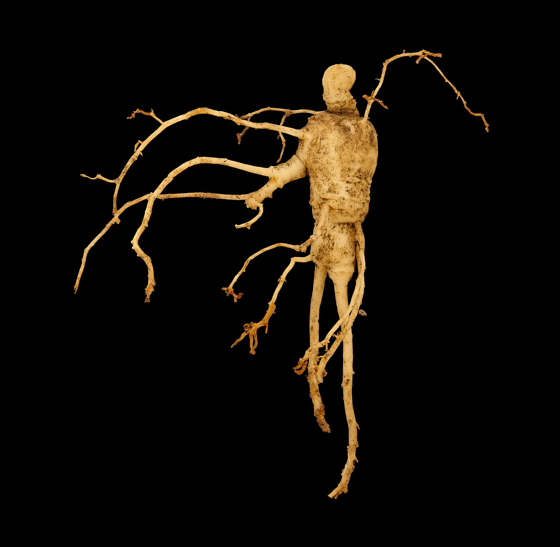 A whole American ginseng root with its neck and fine side roots on a black background