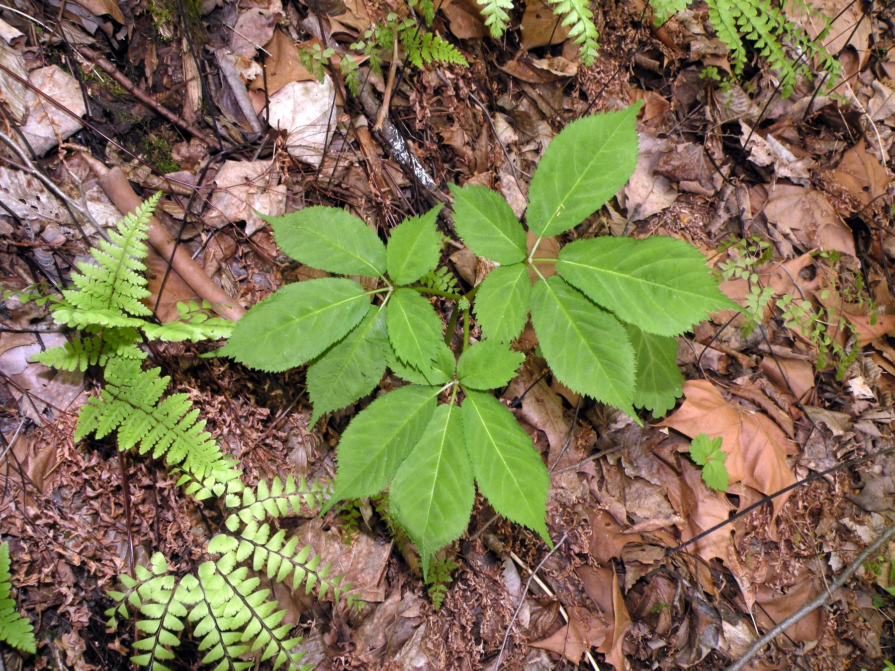 A wild American ginseng plant in leaf on a forest floor in Connecticut
